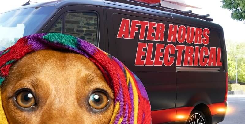 After Hours Electrical van with a dog